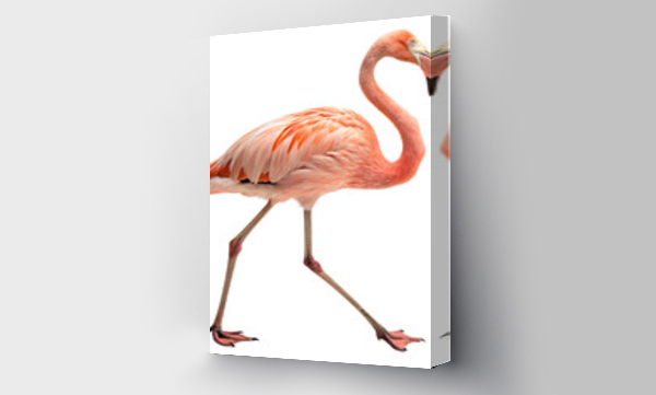 flamingi