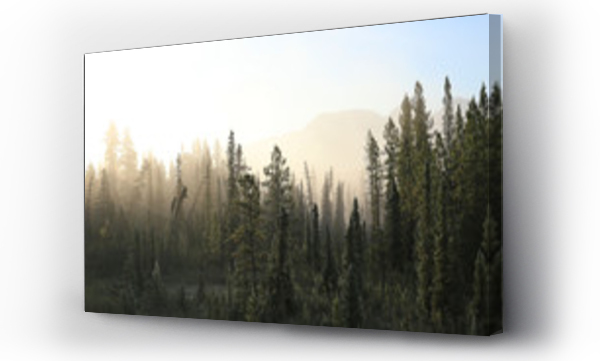 Zamglony las tundrowy