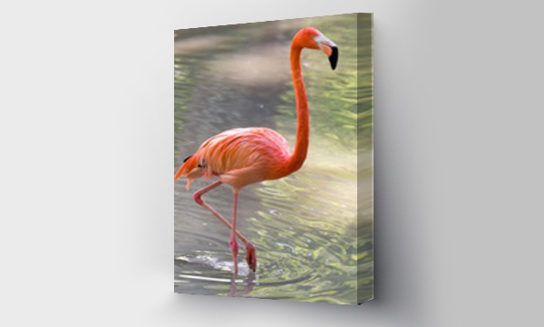Wizualizacja Obrazu : #158230153 Pink flamingo on a pond in nature