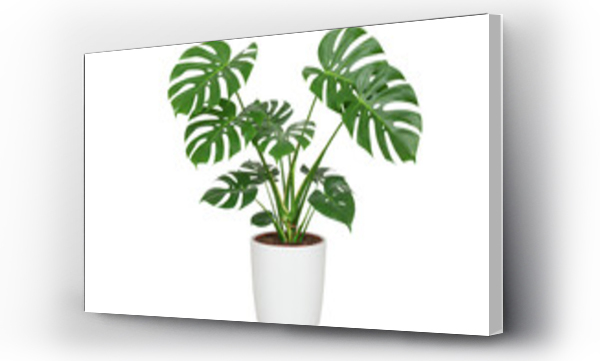 monstera