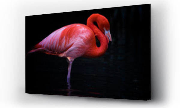 Wizualizacja Obrazu : #158878855 Flamingo standing in water