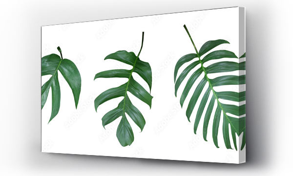 Wizualizacja Obrazu : #158957387 Monstera plant  leaves, the tropical evergreen vine isolated on white background, clipping path included
