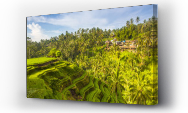 Wizualizacja Obrazu : #159502880 Bali, Indonesia, South East Asia. The paddy fields at the Tegalalang Rice Terrace.