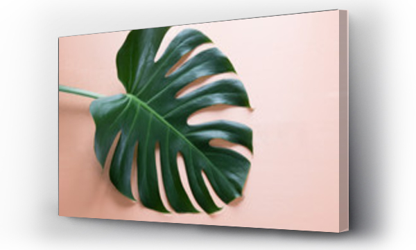 Wizualizacja Obrazu : #159506421 Single leaf of Monstera plant on pink background. Close up, isolated with copy space.