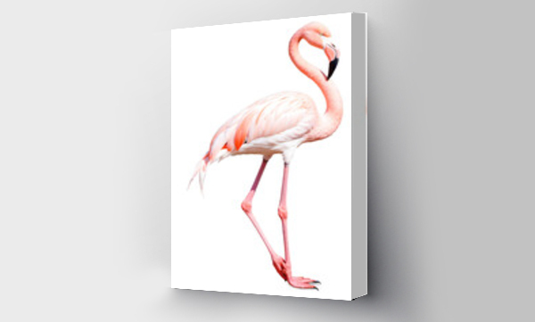flamingi