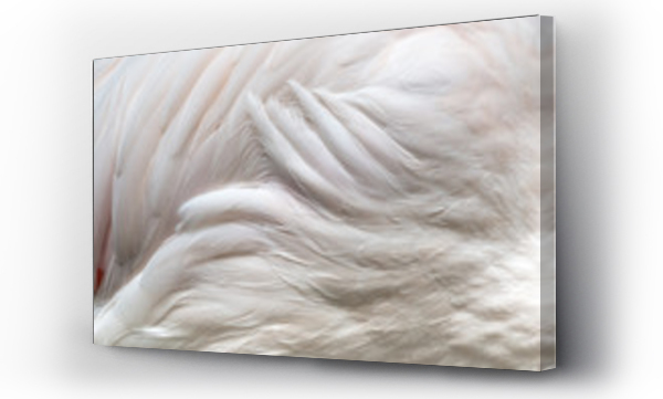 Wizualizacja Obrazu : #160810169 close up  flamingo wings texture