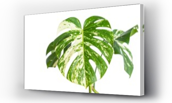 monstera