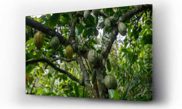 Wizualizacja Obrazu : #1617850991 Cocoa Plants With Fruit Growing