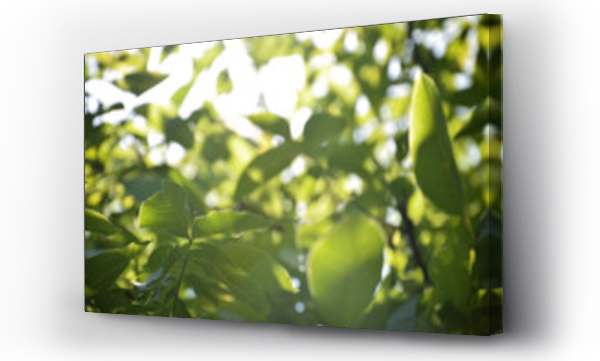 Wizualizacja Obrazu : #162268976 green leaves