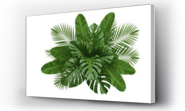 monstera