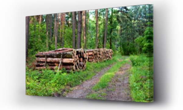 Wizualizacja Obrazu : #162679233 k?ody drewna sosnowego w lesie