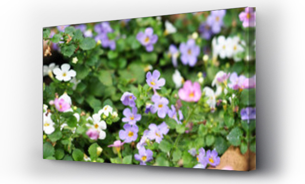 Wizualizacja Obrazu : #162709833 Bakopa sutera diffusus