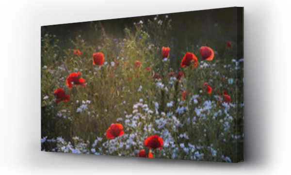 Kwiaty, Kwiaty polne, polne kwiaty