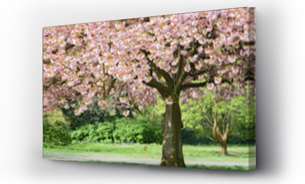 drzewa kwitnące, drzewo