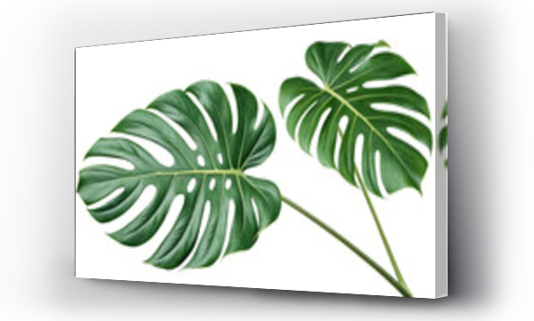 monstera
