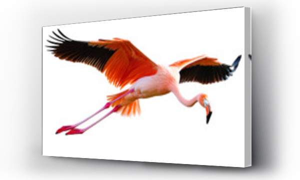 flamingi