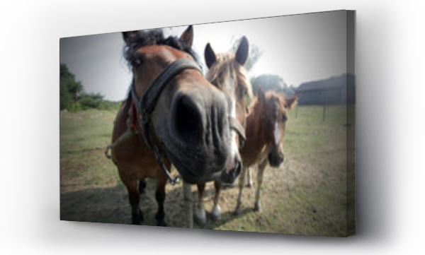 Wizualizacja Obrazu : #164469282 trzy zabawne konie na pastwisku