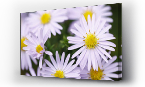 Kwiaty, Kwiaty białe