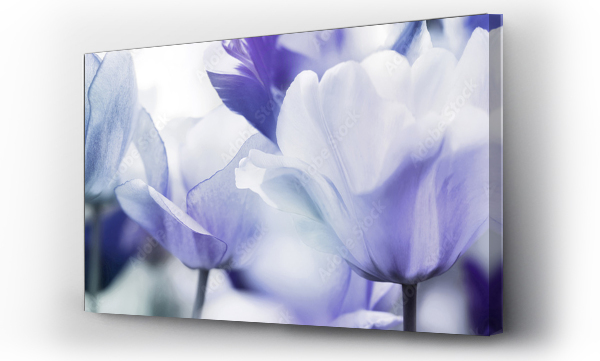 Wizualizacja Obrazu : #165598434 tinted tulips concept