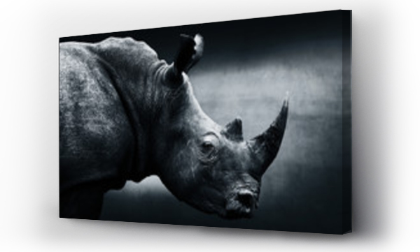 Bardzo czujny nosorożec monochromatyczny portret. Piękna sztuka, Południowa Afryka. Ceratotherium simum