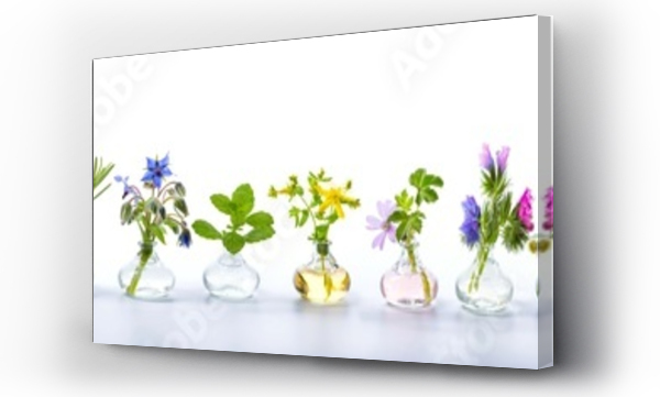 aromat, lawenda, Panorama, panoramiczny, Zioła