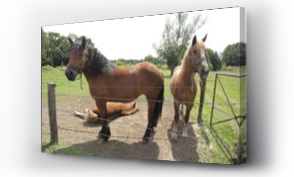 Wizualizacja Obrazu : #167032859 konie - dwa doros?e konie i tarzaj?cy si? ?rebak