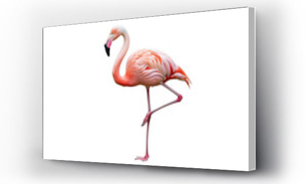 flamingi