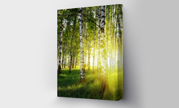 Wizualizacja Obrazu : #16769959 birch trees in a summer forest