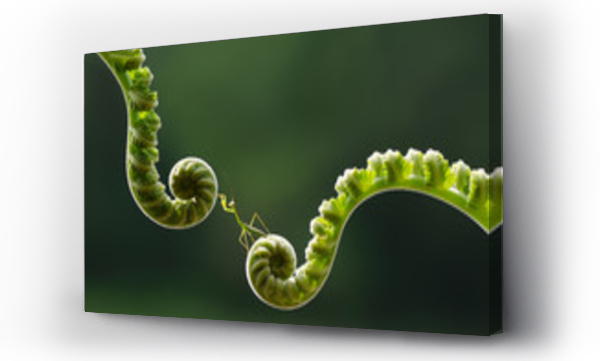 makro, modliszka, natura, spirala