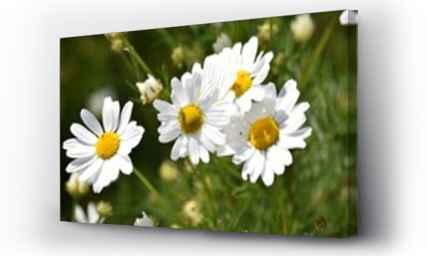 Wizualizacja Obrazu : #168320021 Polne kwiaty rumianek