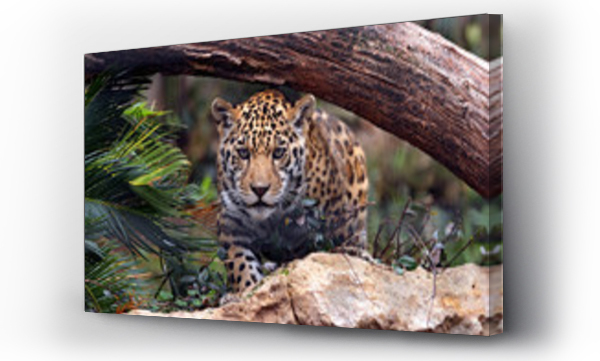 afryka, Jaguar