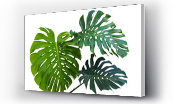 Wizualizacja Obrazu : #169610083 Large green leaves of monstera or split-leaf philodendron (Monstera deliciosa) the tropical foliage plant growing in wild isolated on white background, clipping path included.