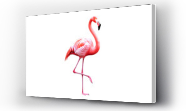 flamingi