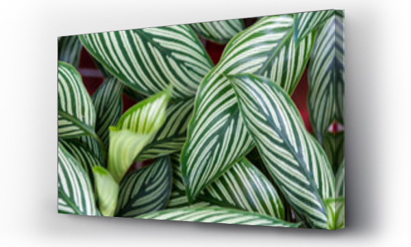 Wizualizacja Obrazu : #169717913 Green white leaves pattern