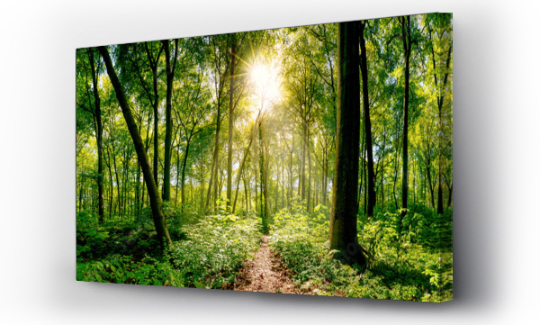 Wizualizacja Obrazu : #169753423 Ścieżka w lesie oświetlona złotymi promieniami słońca