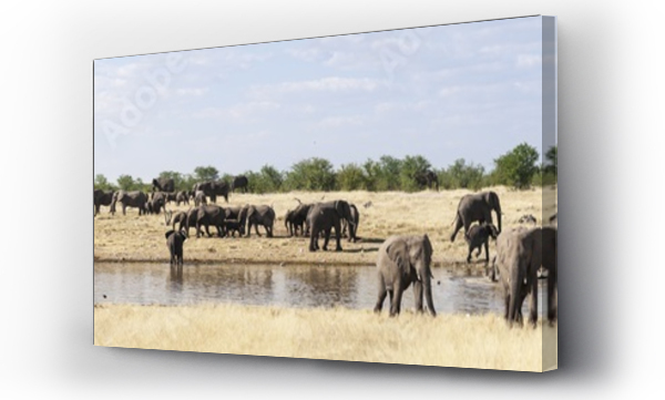 Stado słoni afrykańskich / Group of African elephants at a waterhole in Etosha National Park.