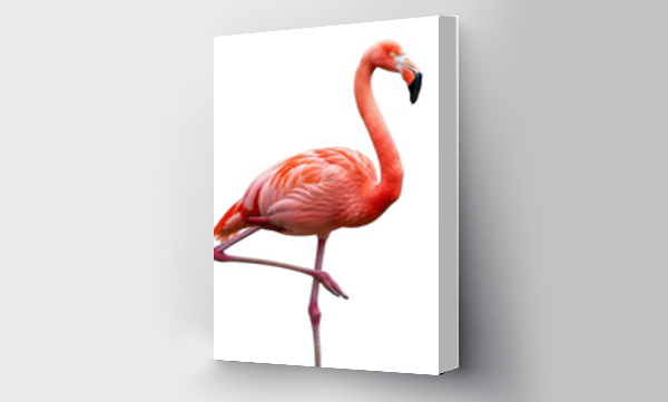 flamingi