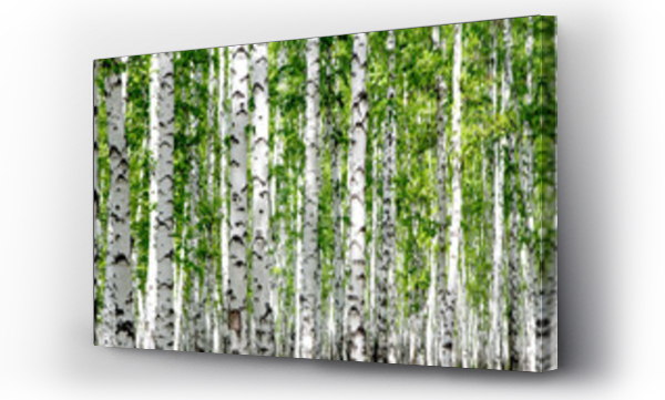 Wizualizacja Obrazu : #170999569 White birch trees in the forest in summer