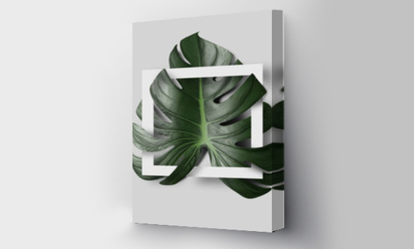 monstera
