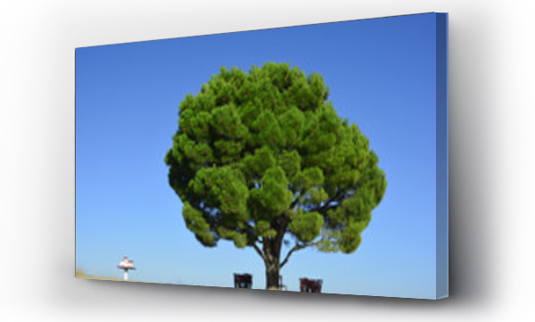 Wizualizacja Obrazu : #172492811 Drzewo na tle nieba
