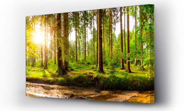 Piękna panorama lasu z drzewami, potokiem i słońcem