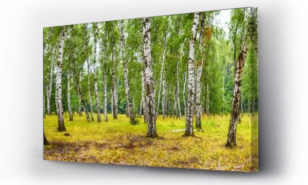 Wizualizacja Obrazu : #173601636 Birch grove on a sunny summer day, landscape banner, huge panorama