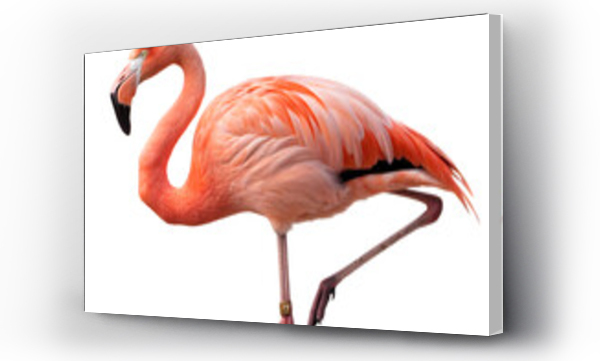 flamingi