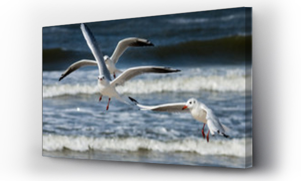 Bałtyk, mewy, morze, morze bałtyckie, ptaki