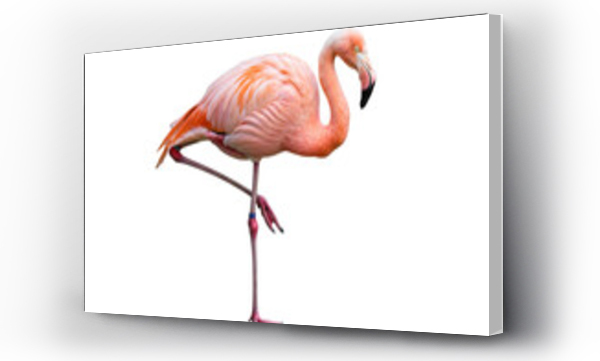flamingi