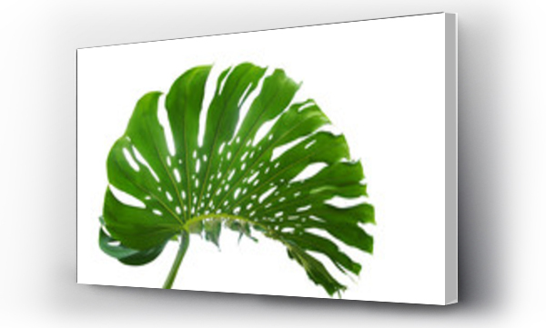Wizualizacja Obrazu : #175119583 Green leaf of monstera or split-leaf philodendron (Monstera deliciosa) the tropical foliage plant growing in wild isolated on white background, clipping path included.