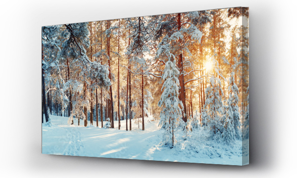 las, las zimą, Panorama