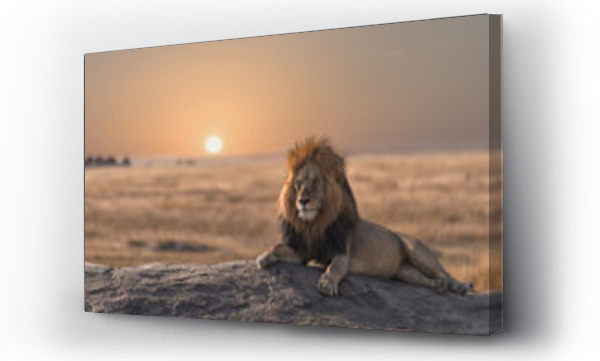 afryka, lew, Lion, safari