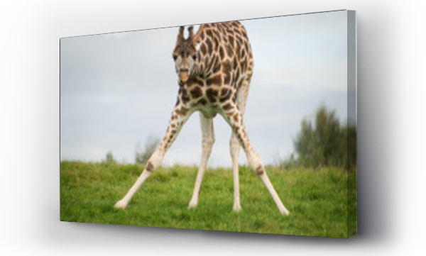 Wizualizacja Obrazu : #17749147 giraffe