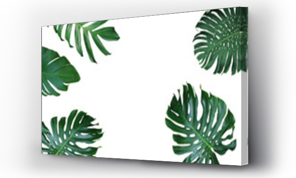Wizualizacja Obrazu : #177663567 Tropical leaves nature frame layout of Monstera deliciosa, split-leaf philodendron, and pothos the exotic plants on white background.